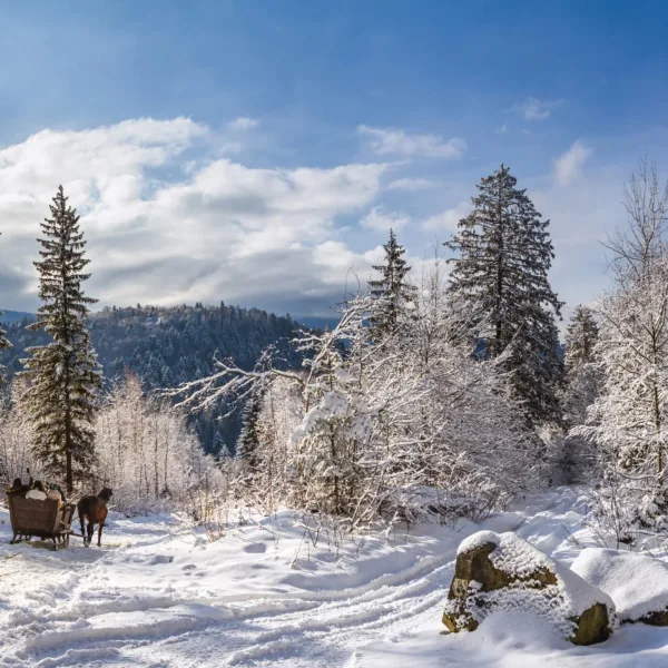 Winter landscape, panorama, banner - view of the snowy road with sleighs, harnessed by horses, in the winter mountain forest